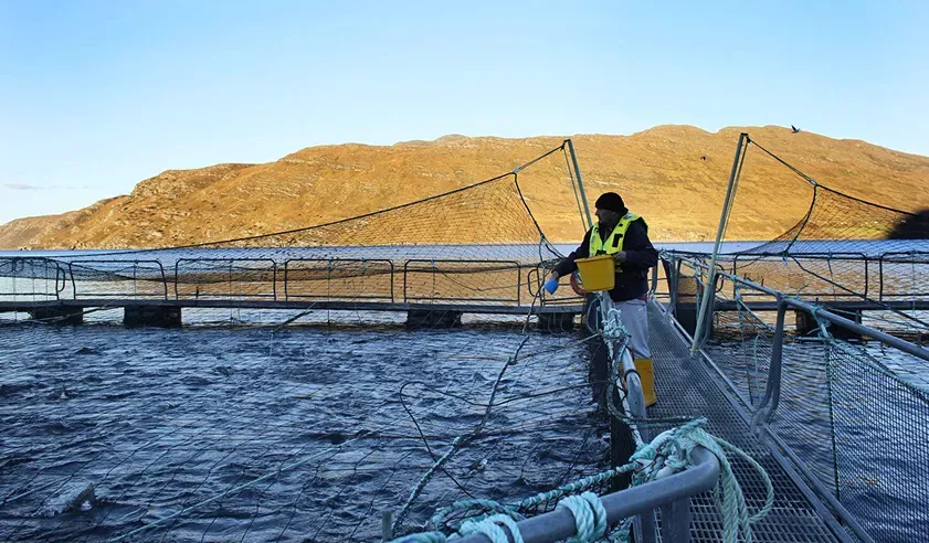 Fishnet Washing Machine